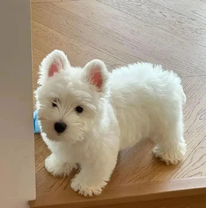 狗狗萌宠头像