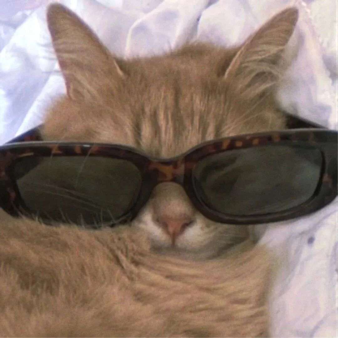 墨镜猫咪萌宠头像