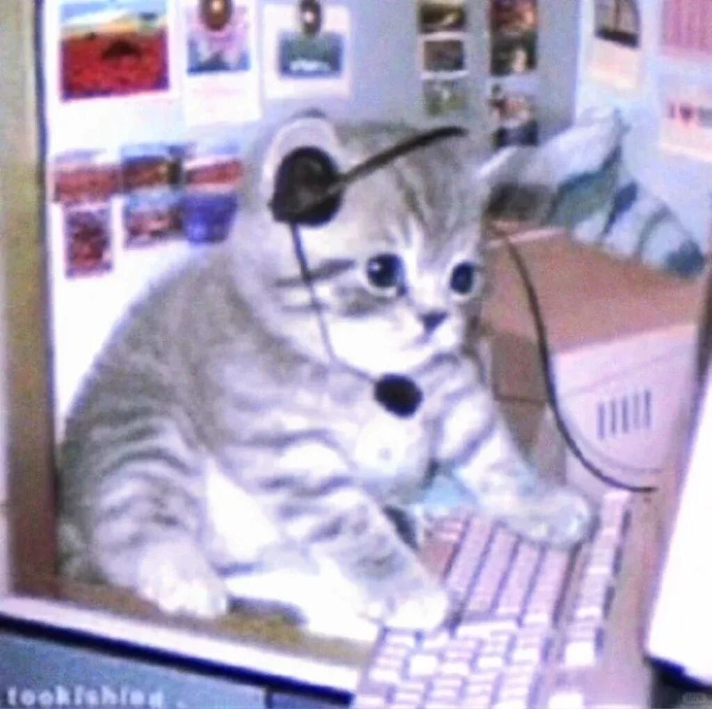 猫咪萌宠头像