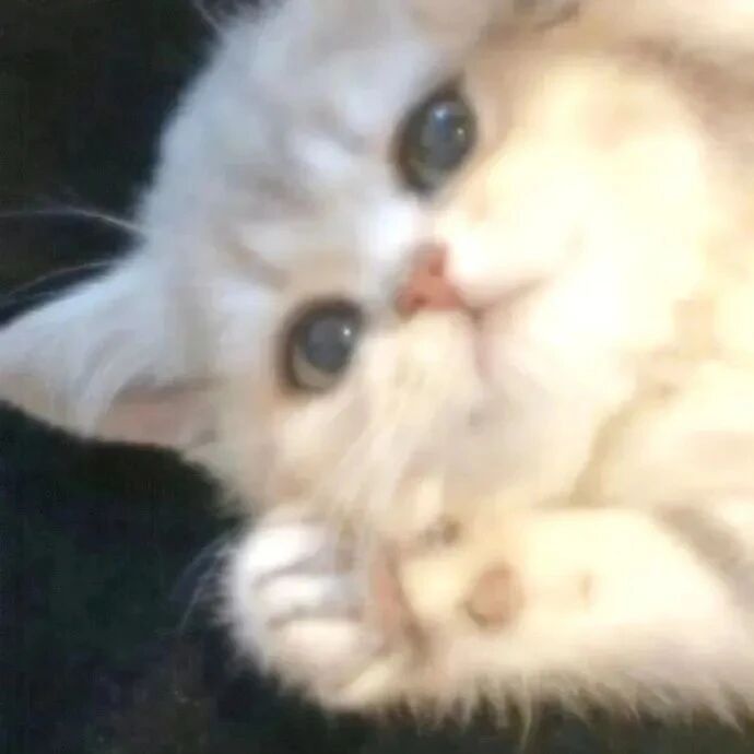 猫咪萌宠头像