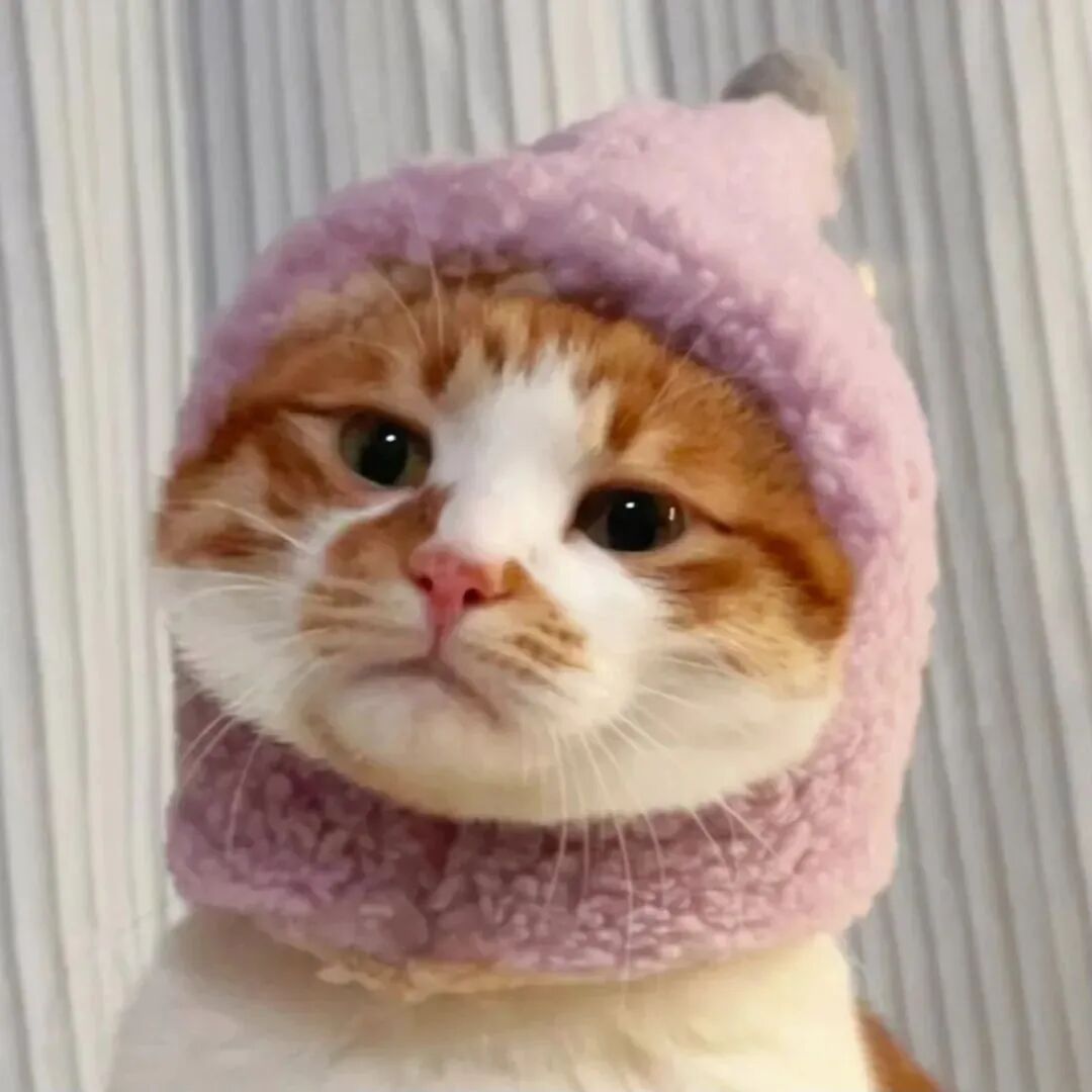 猫咪萌宠头像