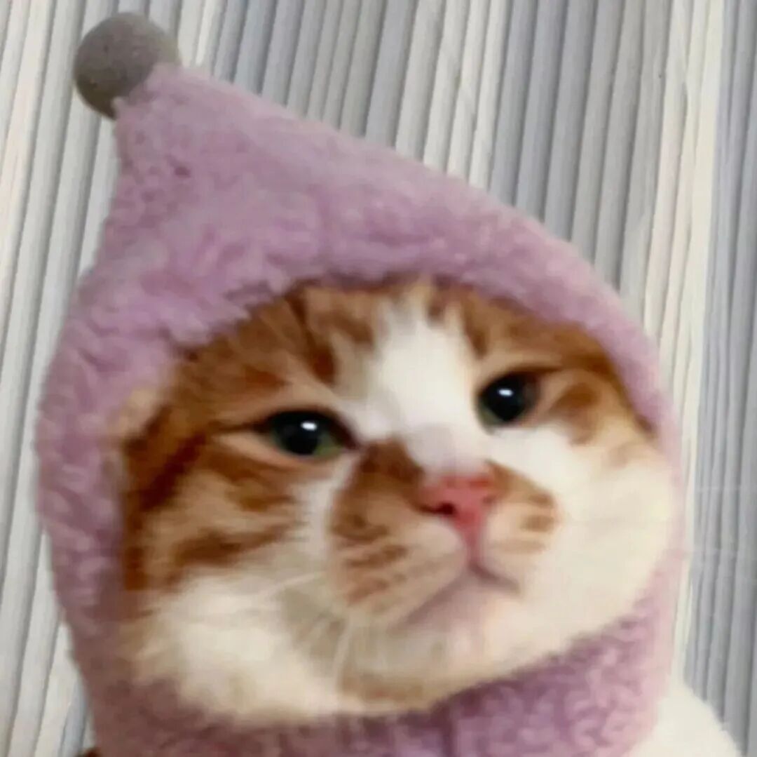 猫咪萌宠头像