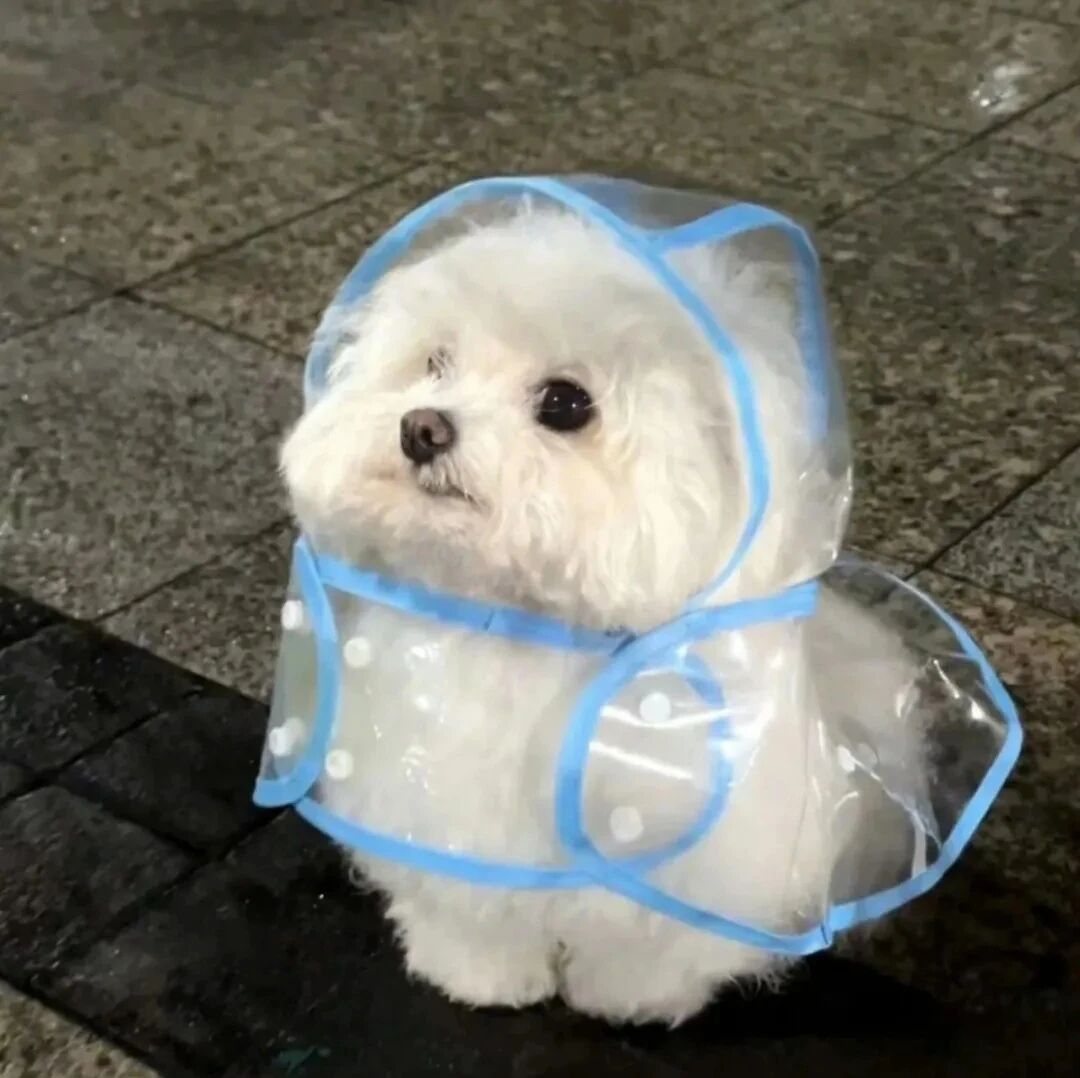 狗狗萌宠头像