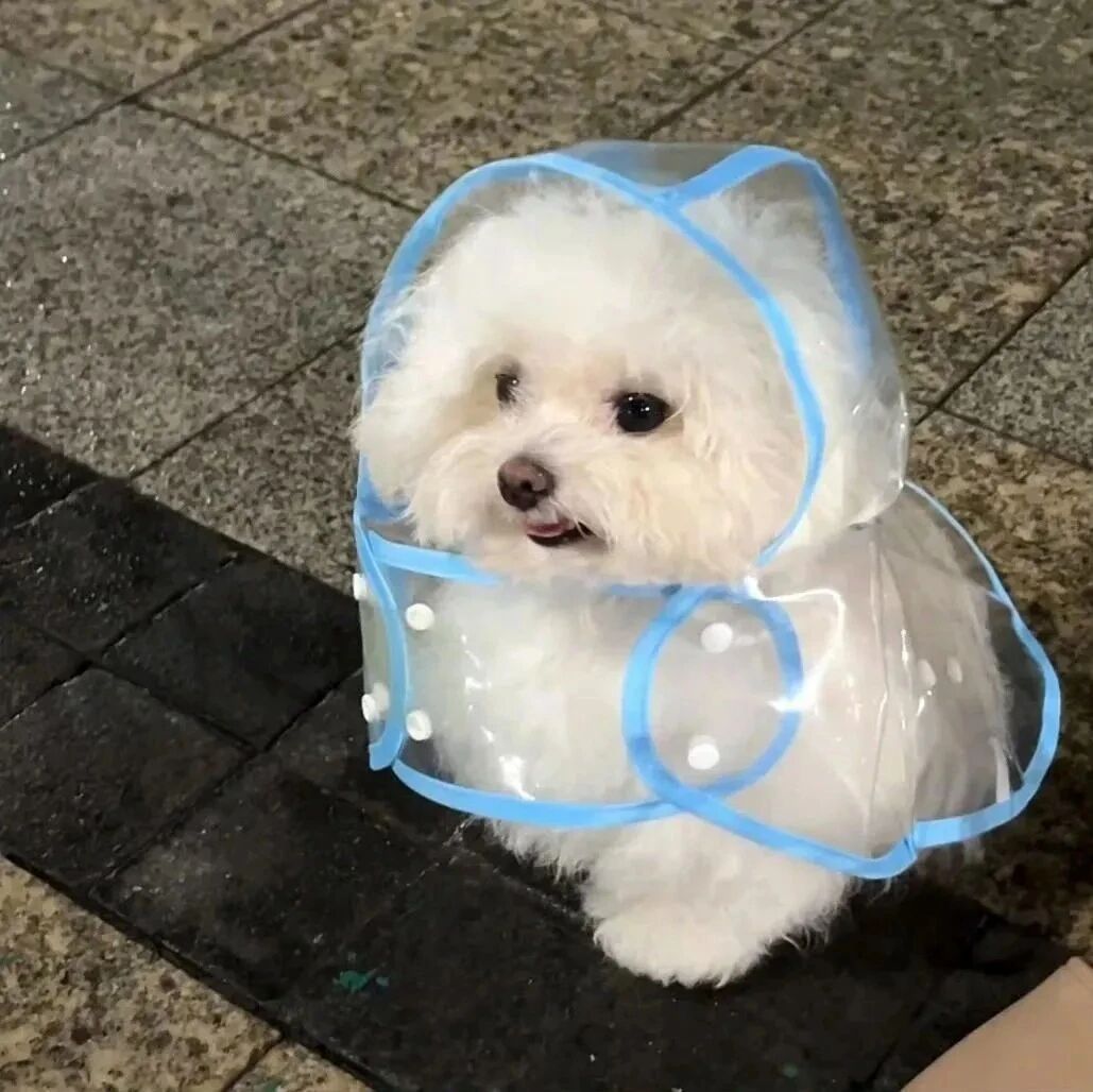 狗狗萌宠头像