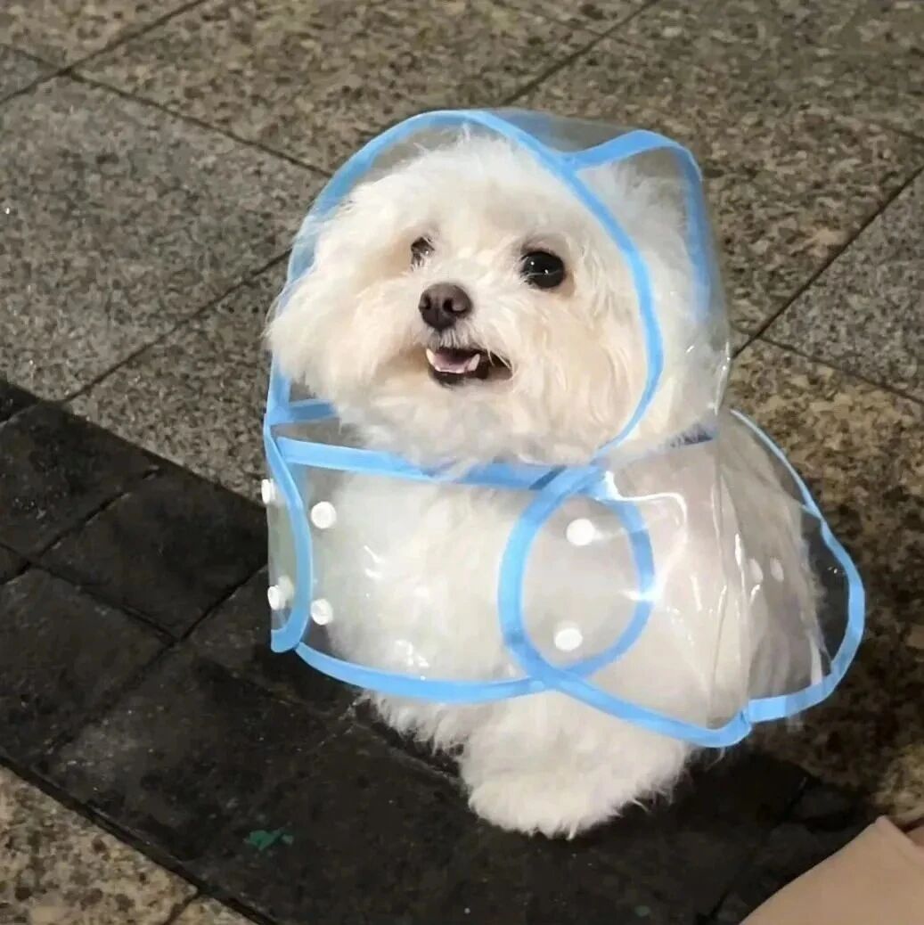 狗狗萌宠头像