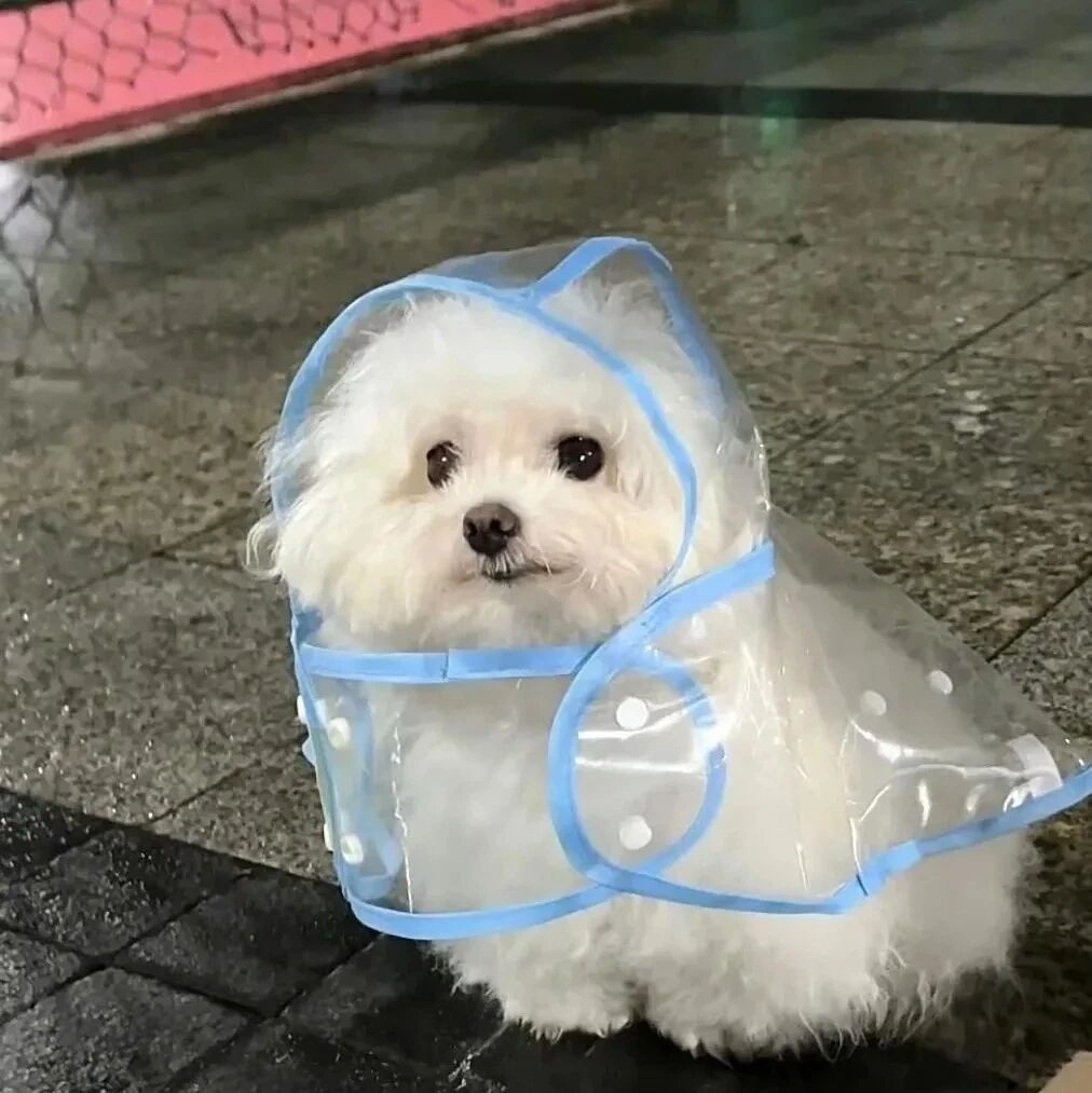 狗狗萌宠头像