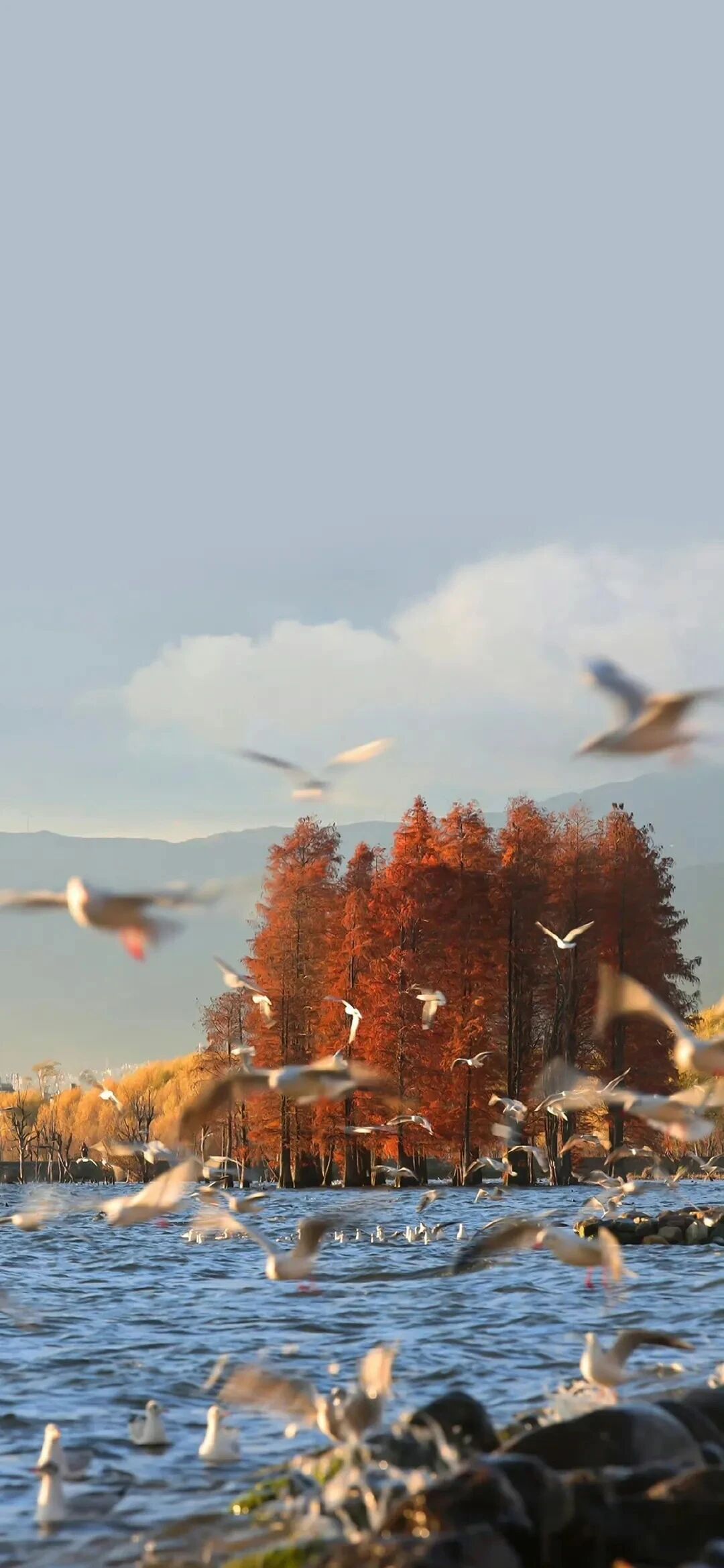 风景