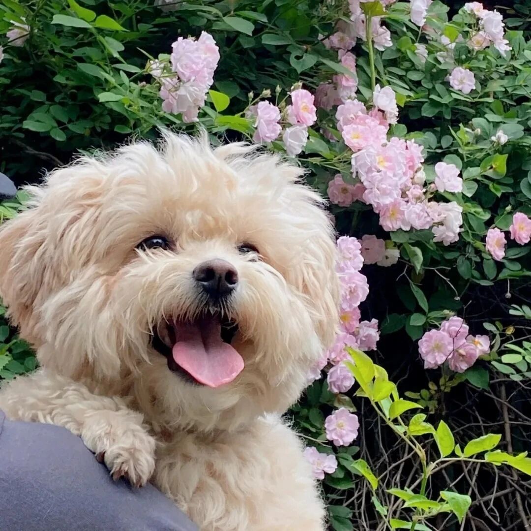 狗狗萌宠头像