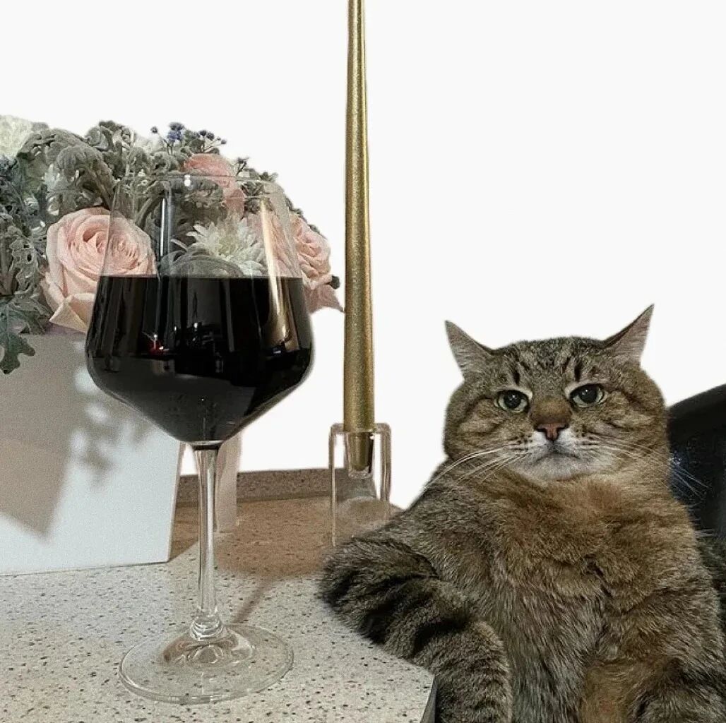 猫咪萌宠头像