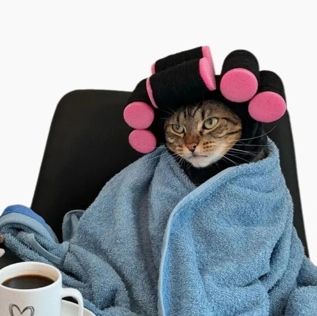 猫咪萌宠头像