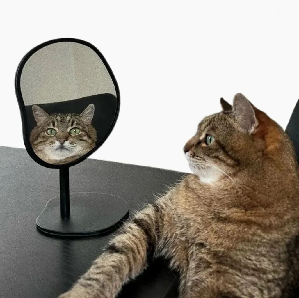 猫咪萌宠头像