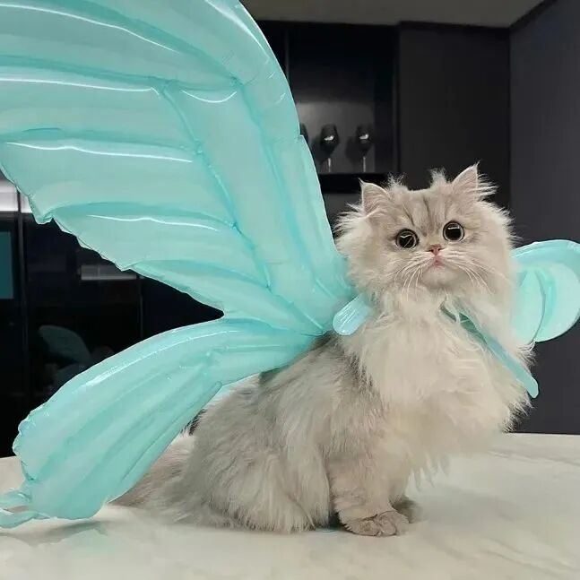 可爱猫咪萌宠头像