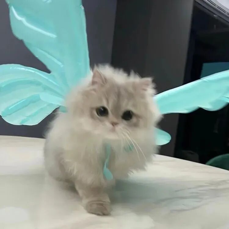 可爱猫咪萌宠头像