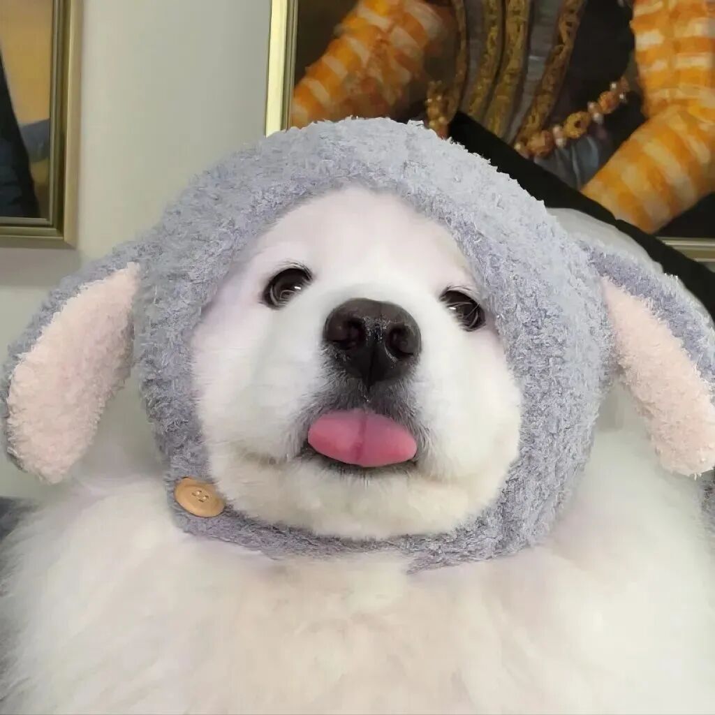 可爱狗狗萌宠头像
