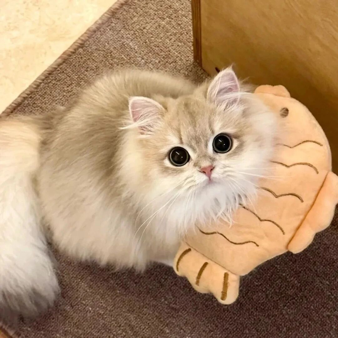 可爱猫咪萌宠头像