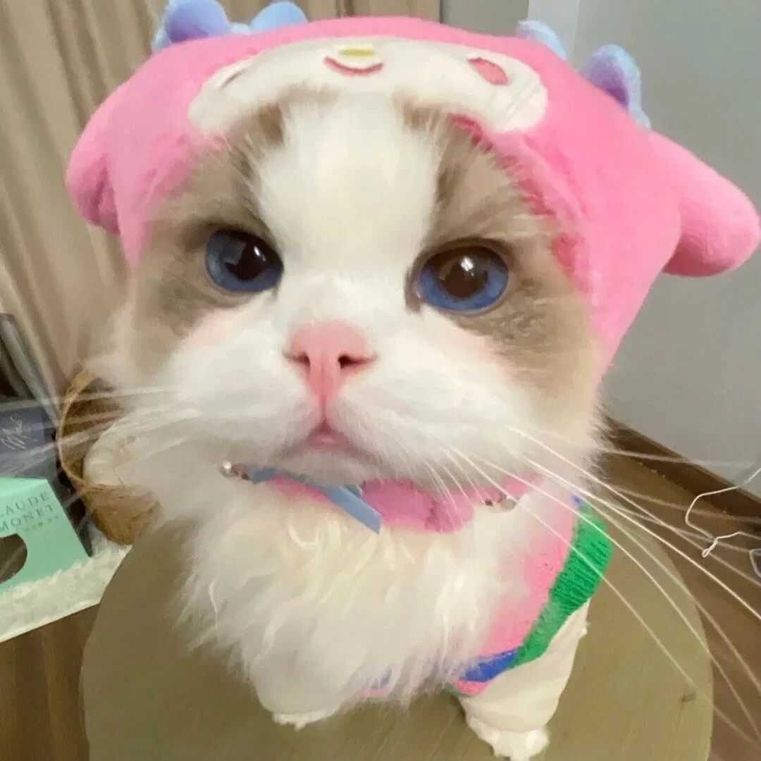 可爱猫咪萌宠头像