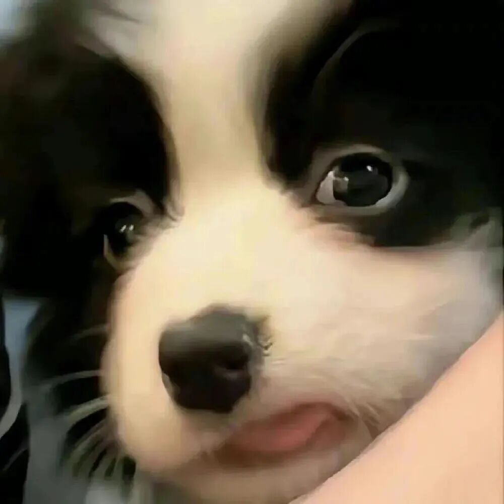 njdbchaoneknaizhouyu可爱猫狗萌宠情侣头像