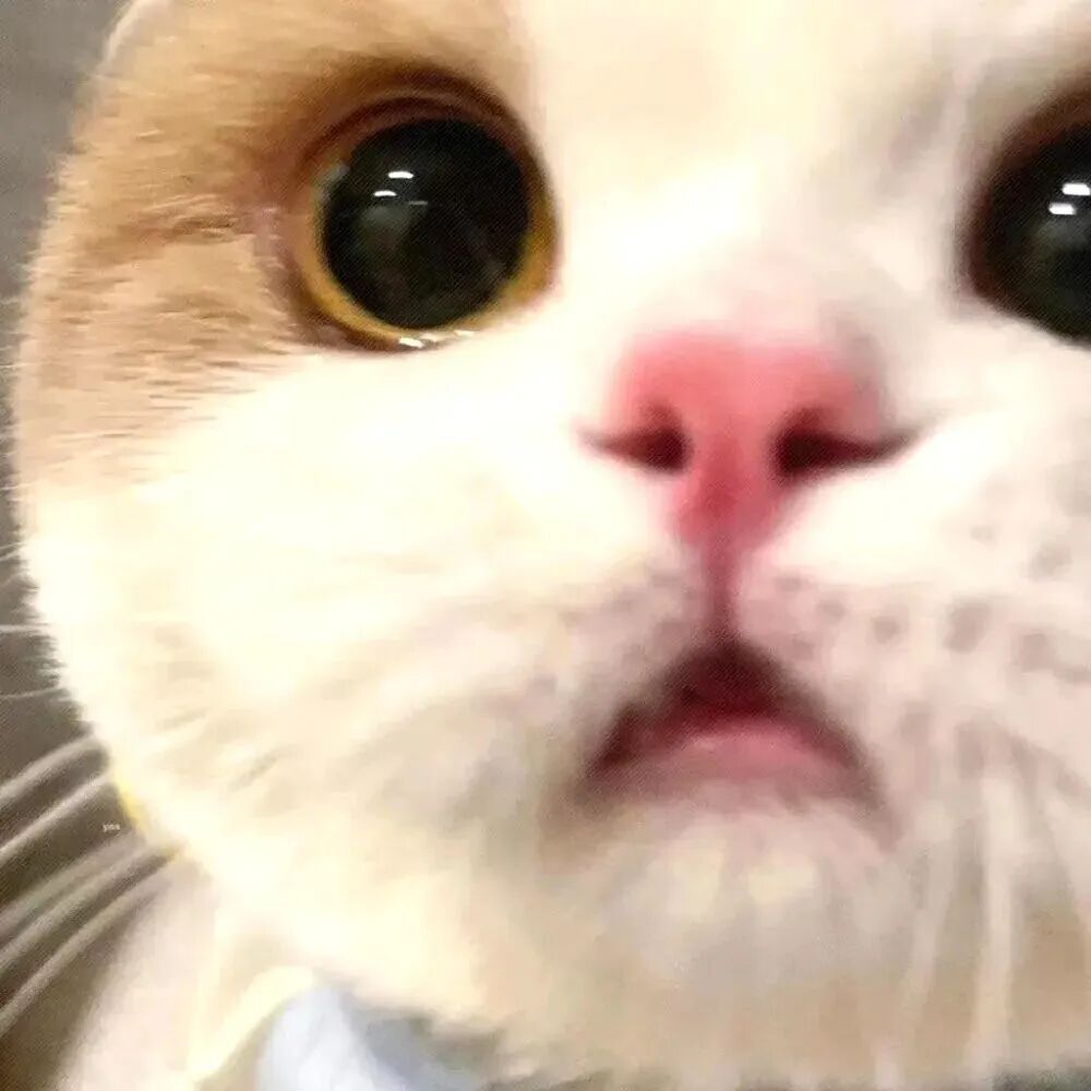 njdbchaoneknaizhouyu可爱猫狗萌宠情侣头像