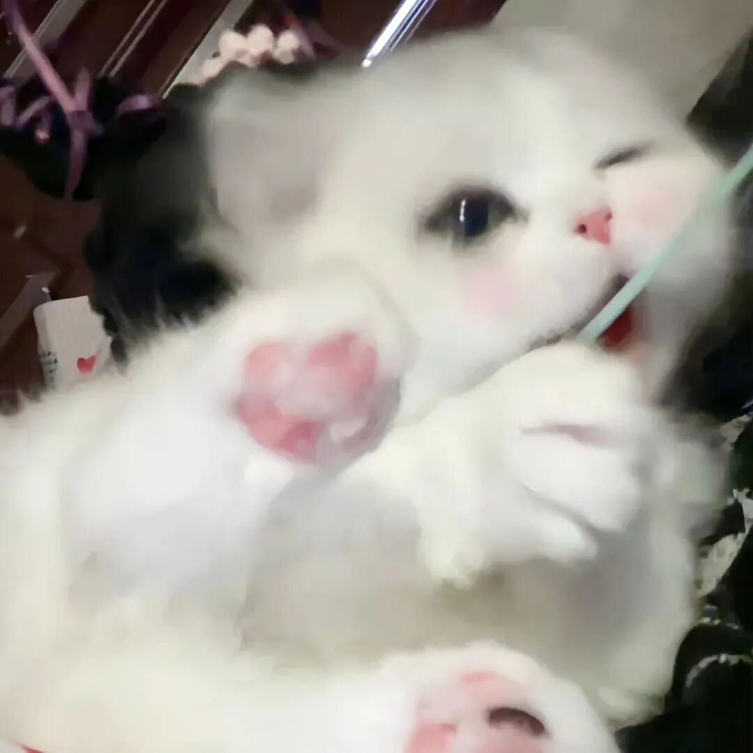 可爱猫咪萌宠头像
