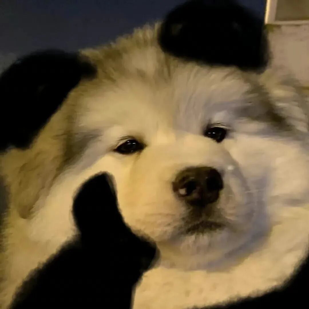 沙雕搞怪狗狗萌宠头像