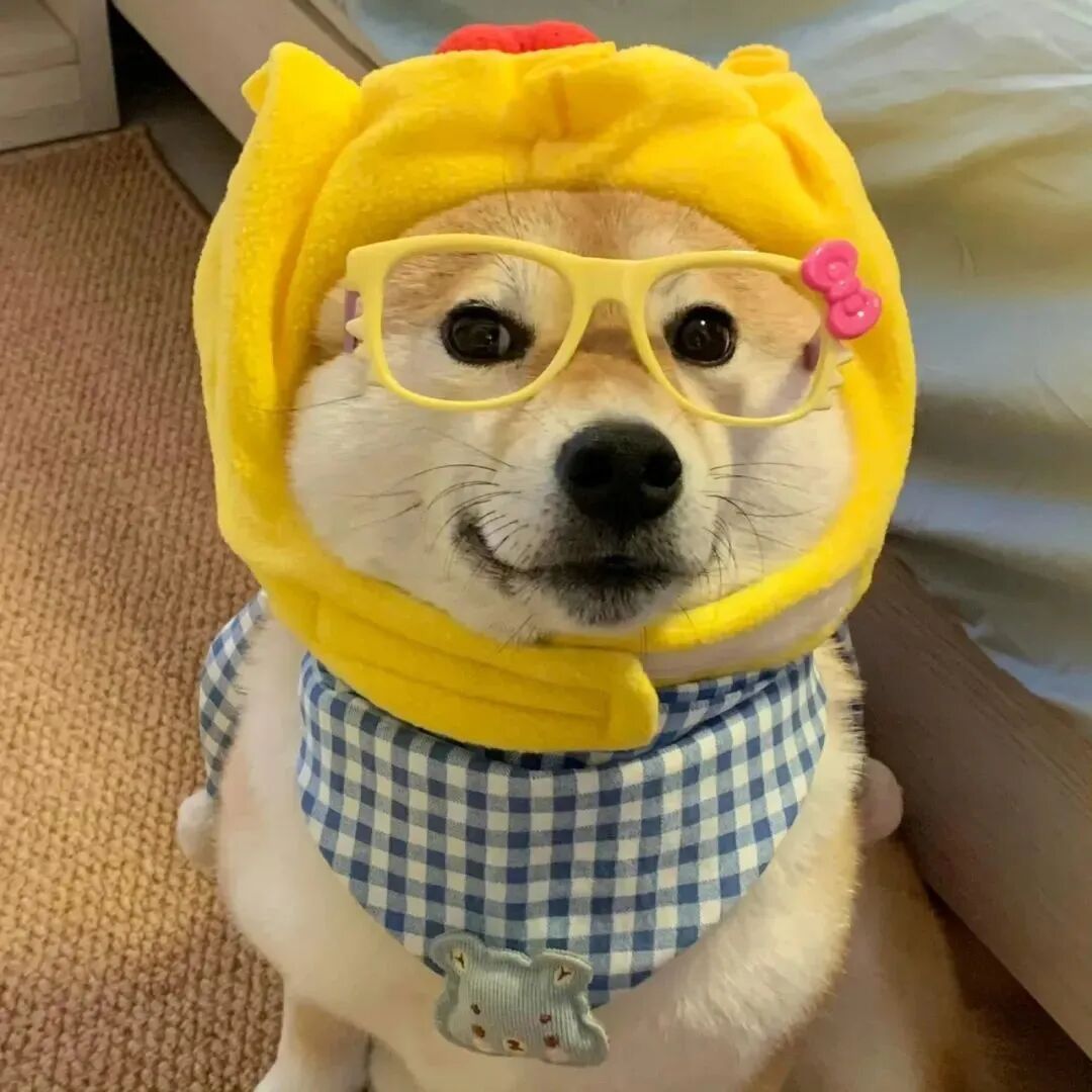 狗狗萌宠头像