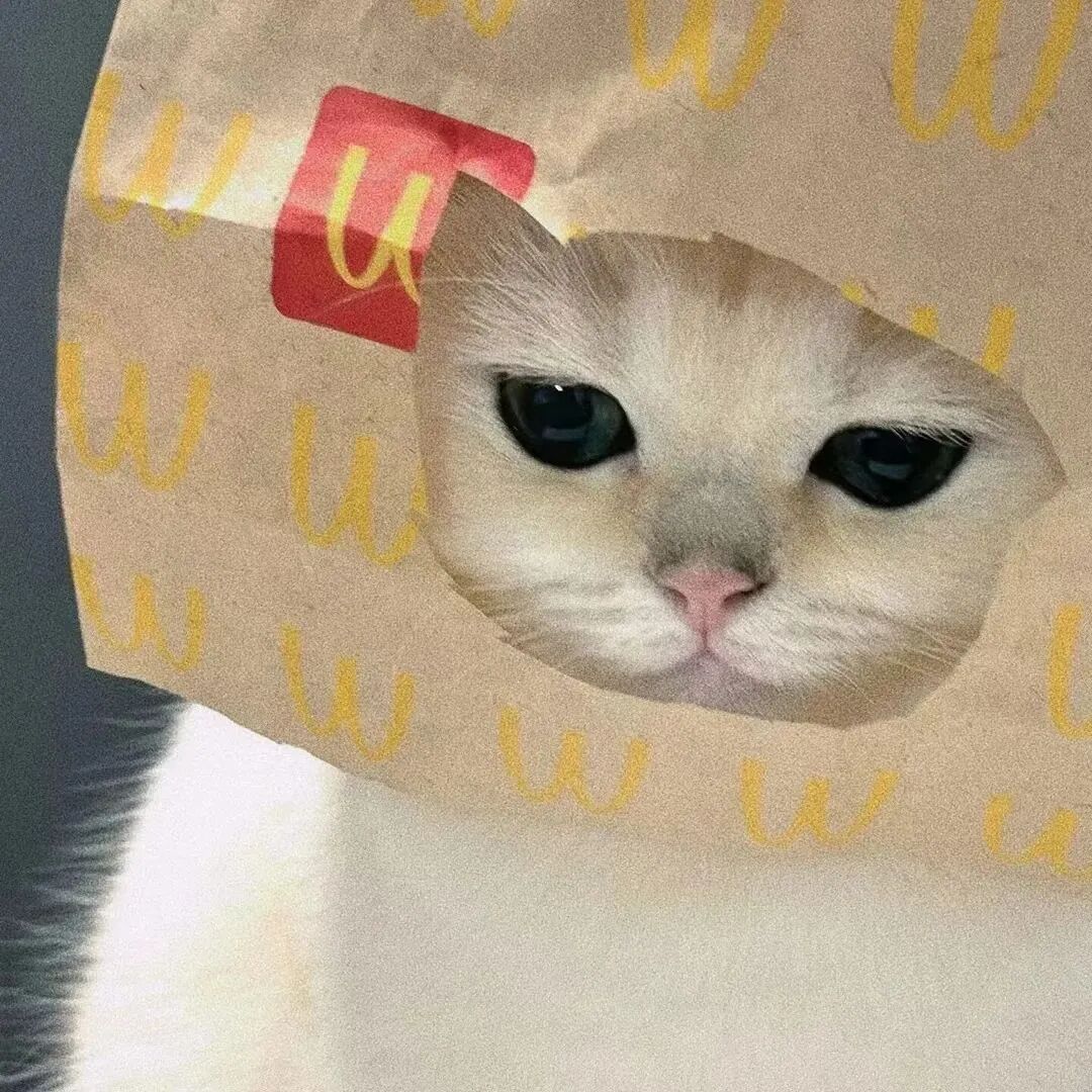 麦当劳猫咪萌宠头像