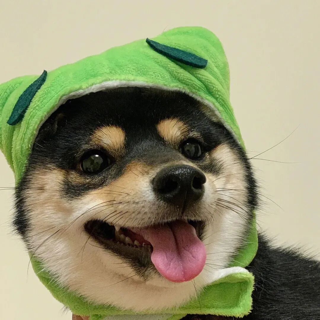 萌宠 宠物 狗 小狗 萌宠头像 小狗头