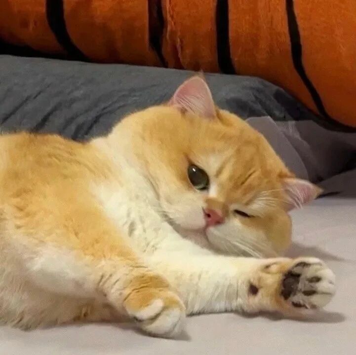 猫咪萌宠头像