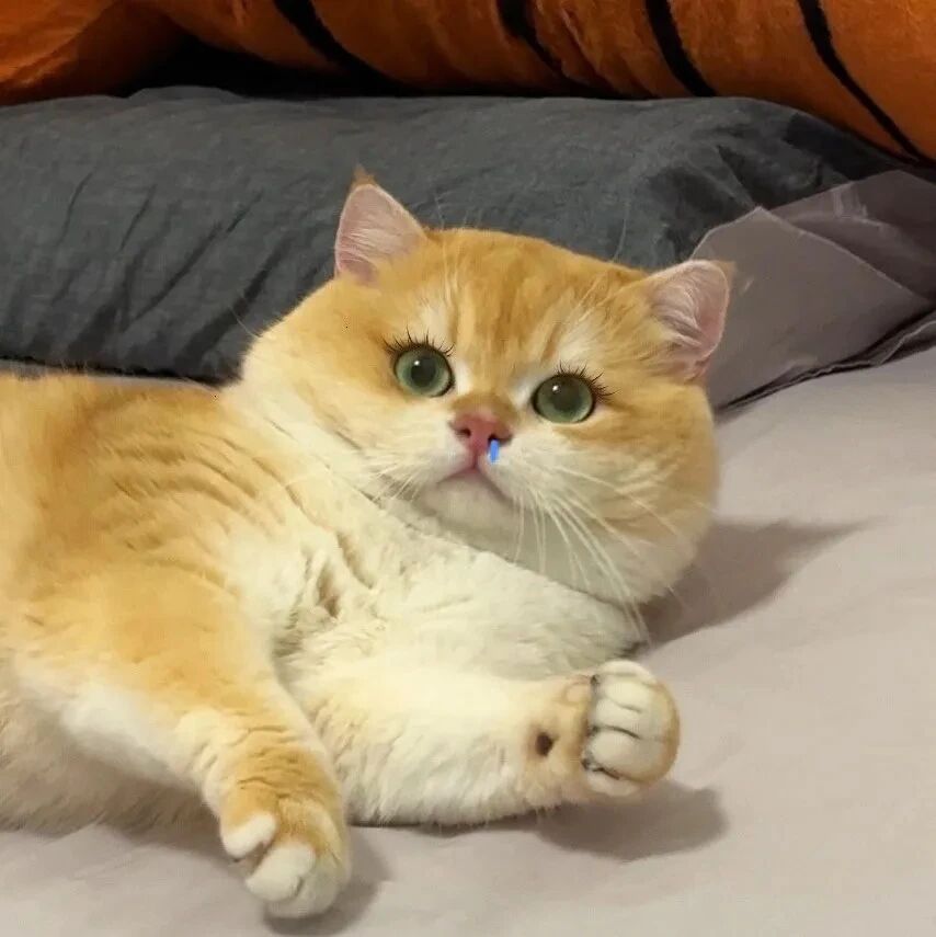 猫咪萌宠头像