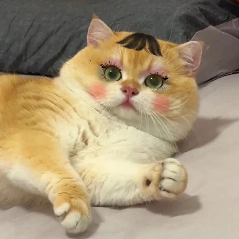 猫咪萌宠头像