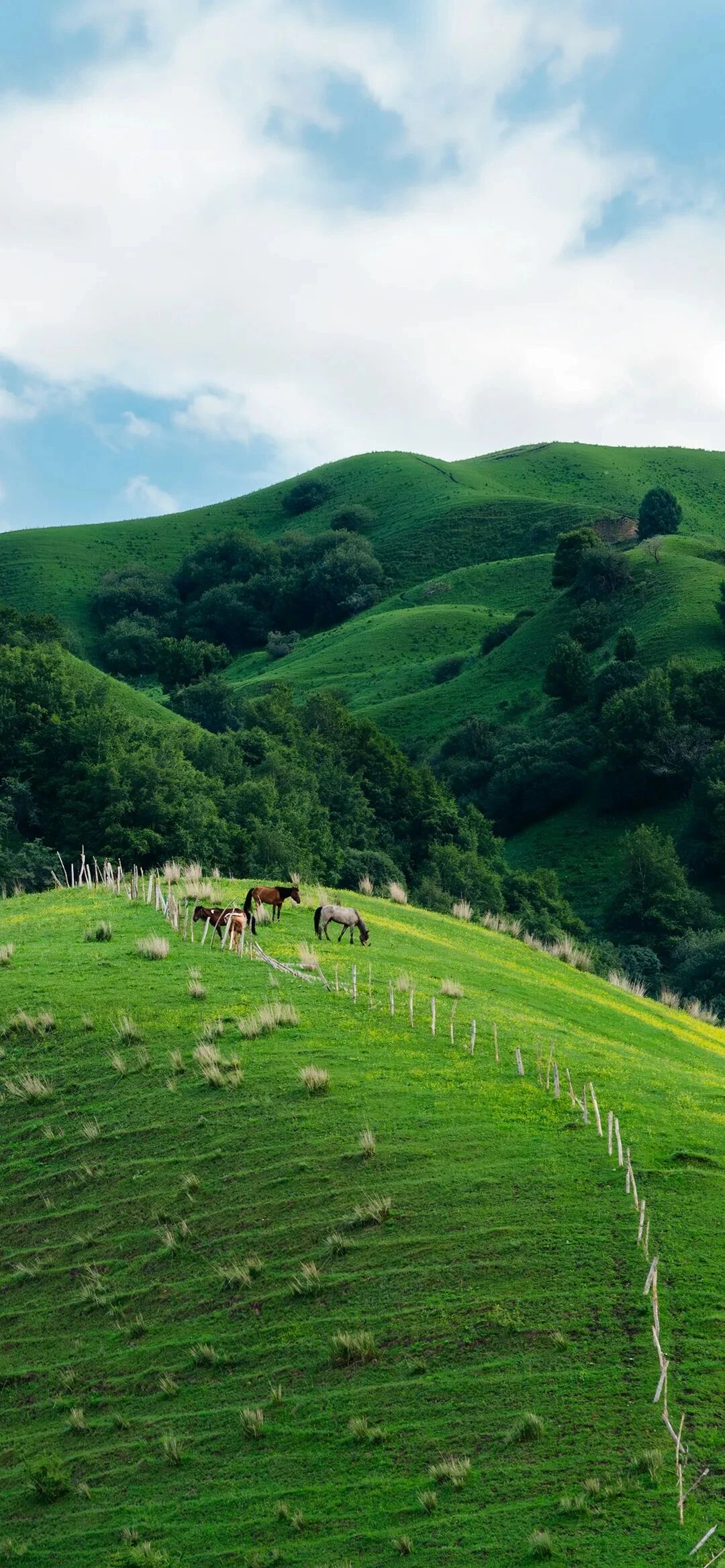 风景
