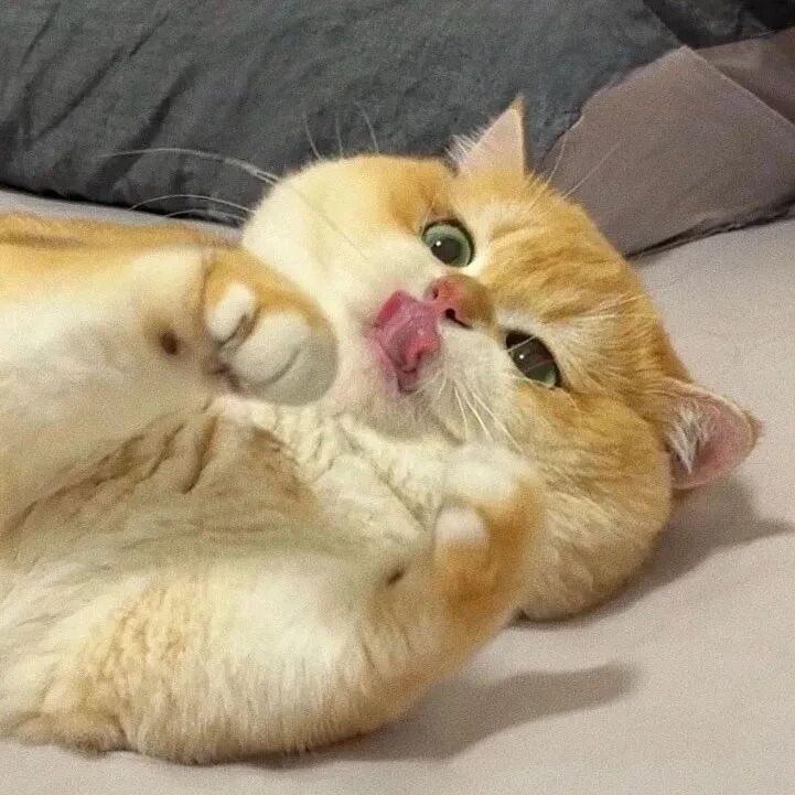 猫咪萌宠头像