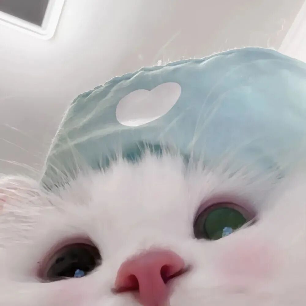 maokalaruisizhouyu可爱猫咪萌宠情侣头像