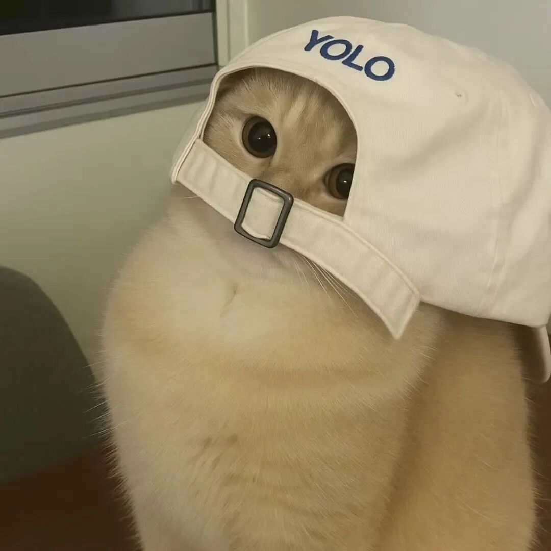 戴帽子可爱猫咪萌宠头像