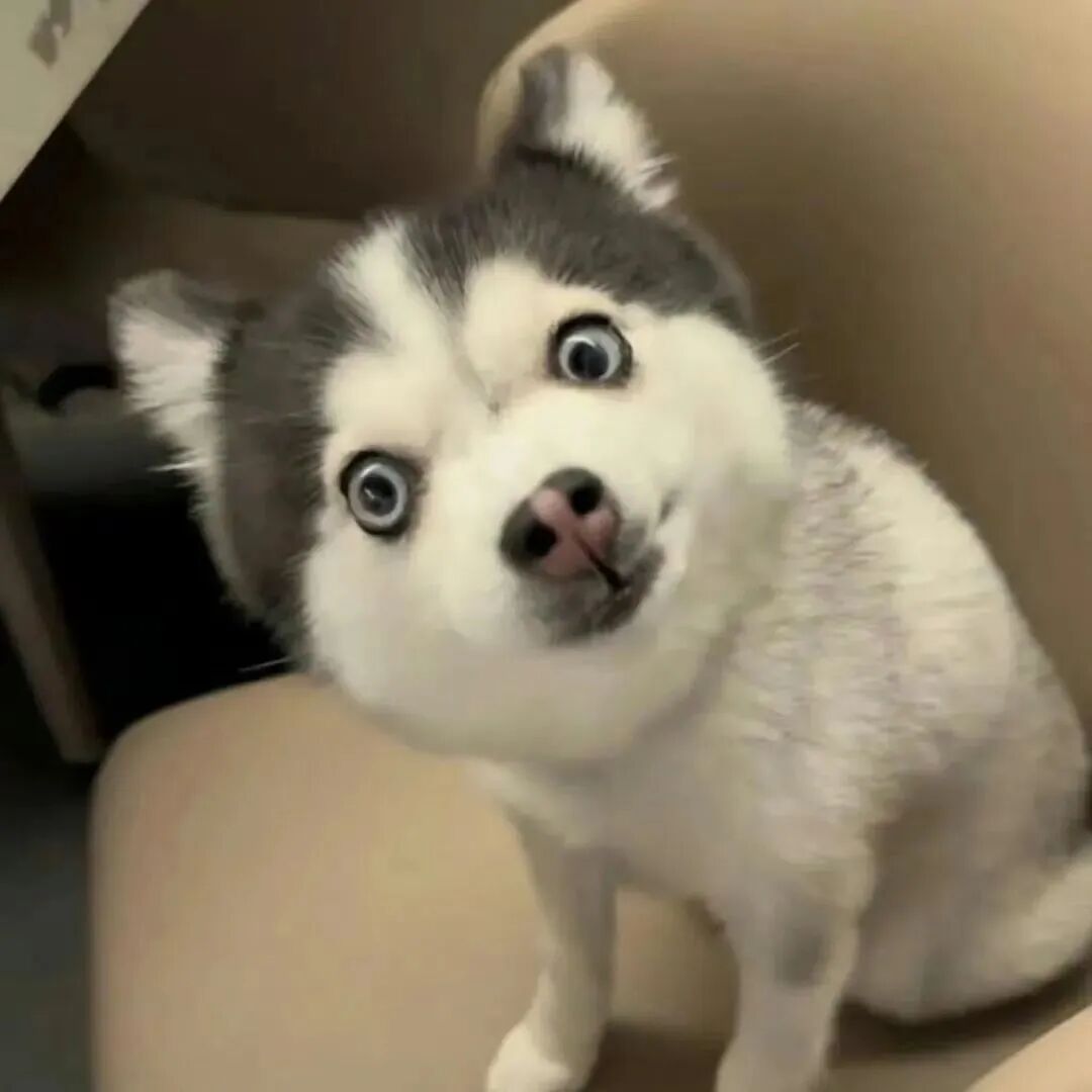 沙雕搞怪哈士奇狗狗萌宠头像