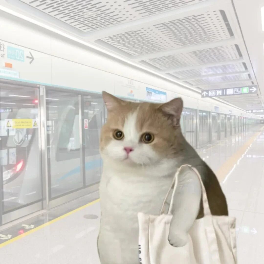 猫咪萌宠头像