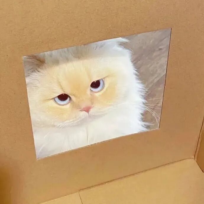猫咪萌宠头像