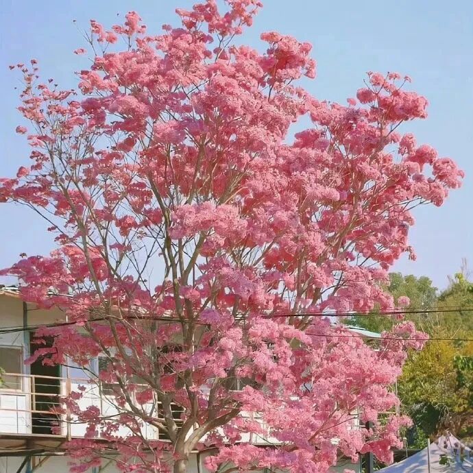 唯美花朵背景图