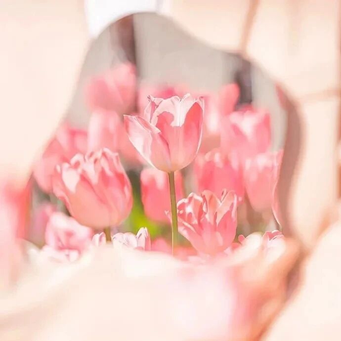 唯美花朵背景图