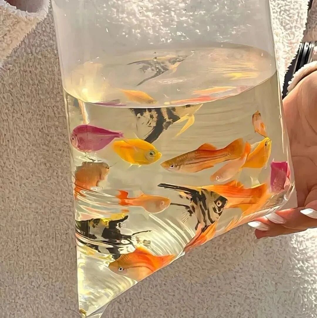 ins金鱼背景图