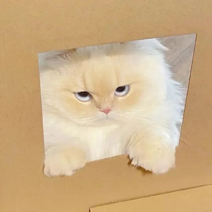 猫咪萌宠头像