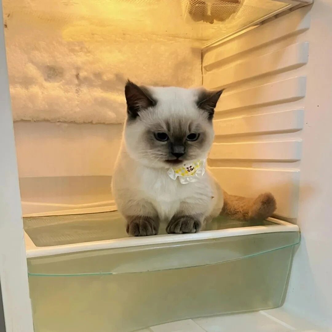 猫咪萌宠头像