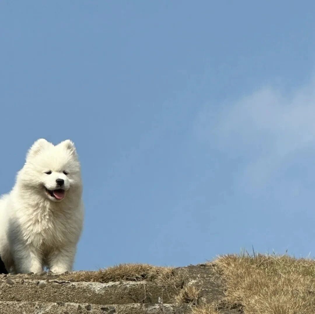 狗狗萌宠头像