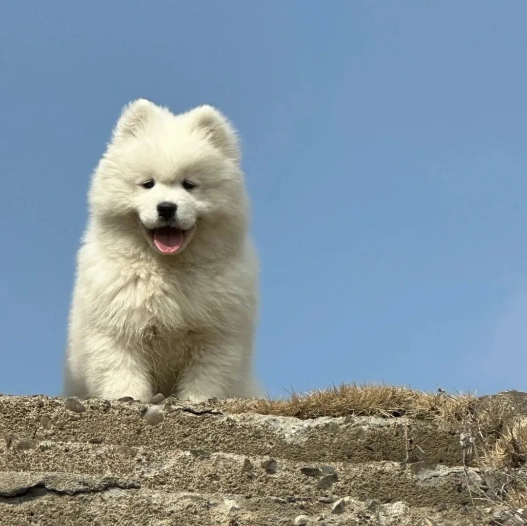狗狗萌宠头像