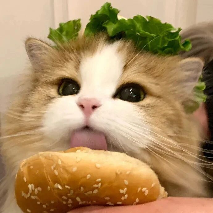 汉堡猫咪萌宠头像
