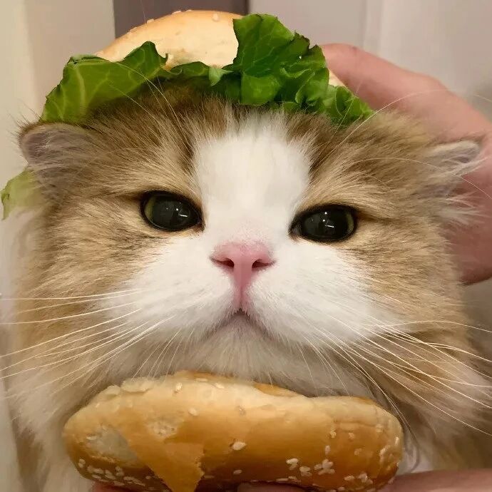 汉堡猫咪萌宠头像