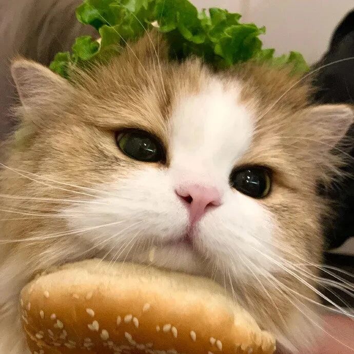 汉堡猫咪萌宠头像