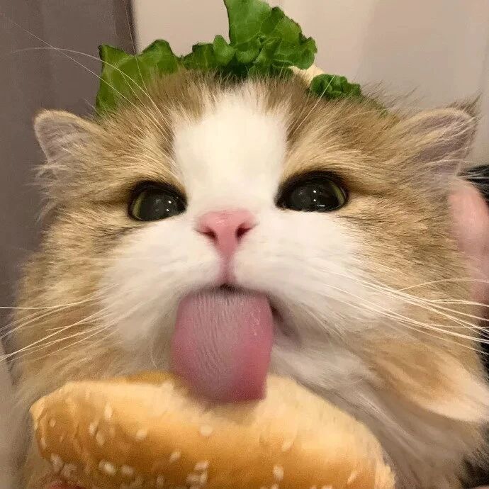 汉堡猫咪萌宠头像
