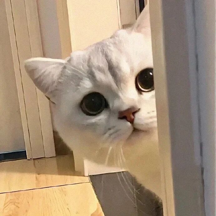 猫咪萌宠头像