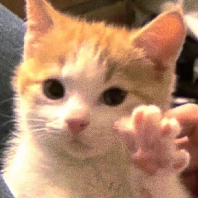 猫咪萌宠头像